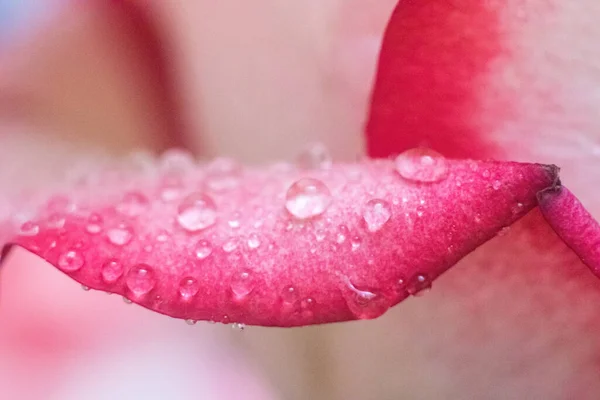 Macro Rose Gros Plan Eau Tombe Sur Les Pétales Fleurs — Photo
