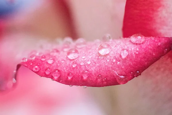 Macro Rose Close Água Cai Nas Pétalas Flores Cor Rosa — Fotografia de Stock