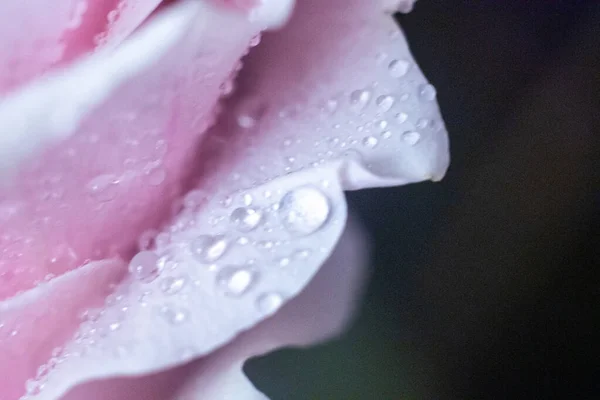 Macro Rose Close Água Cai Nas Pétalas Flores Cor Rosa — Fotografia de Stock