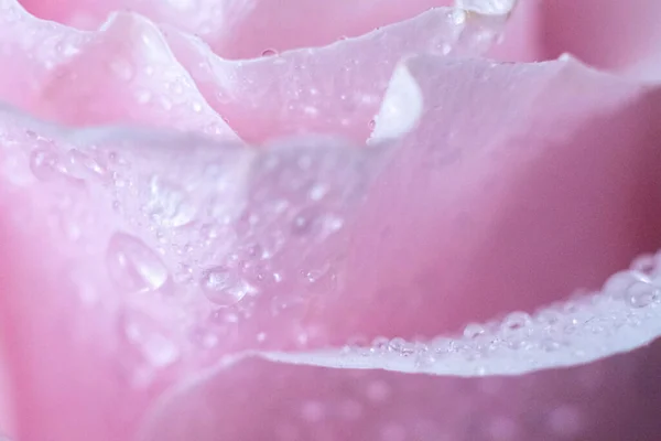 Macro Rose Gros Plan Eau Tombe Sur Les Pétales Fleurs — Photo