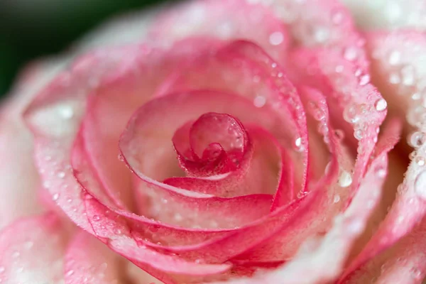 Macro Rose Gros Plan Eau Tombe Sur Les Pétales Fleurs — Photo