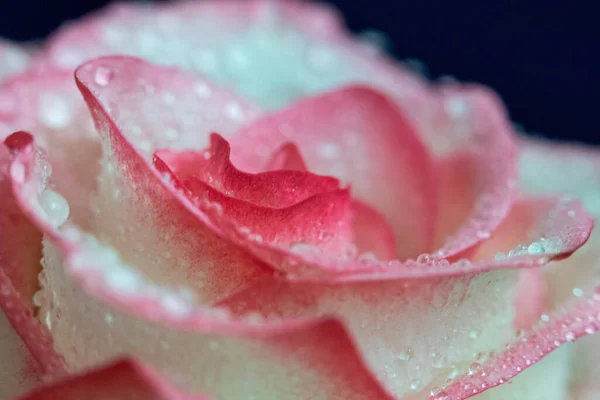 Macro Rose Close Água Cai Nas Pétalas Flores Cor Rosa — Fotografia de Stock