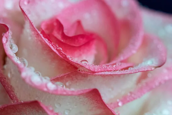 Macro Rose Gros Plan Eau Tombe Sur Les Pétales Fleurs — Photo