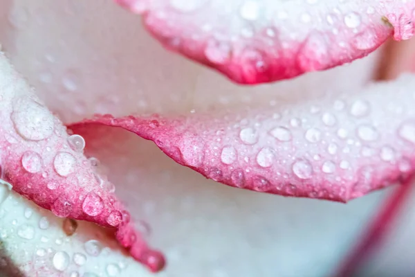 Macro Rose Gros Plan Eau Tombe Sur Les Pétales Fleurs — Photo