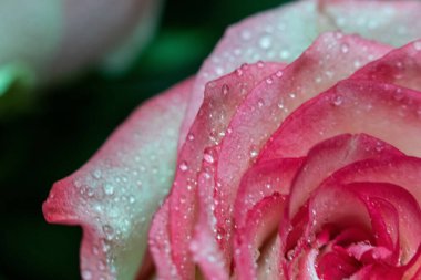 Makro. Rose yakın plan. Su yapraklara damlıyor. Bulanık arkaplanda pembe ve beyaz çiçekler.