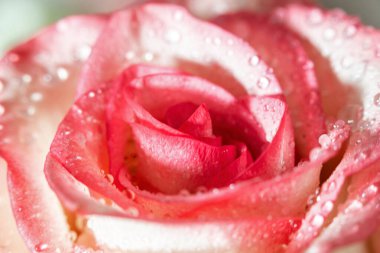 Makro. Rose yakın plan. Su yapraklara damlıyor. Bulanık arkaplanda pembe ve beyaz çiçekler.