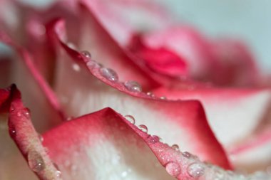 Makro. Rose yakın plan. Su yapraklara damlıyor. Bulanık arkaplanda pembe ve beyaz çiçekler.