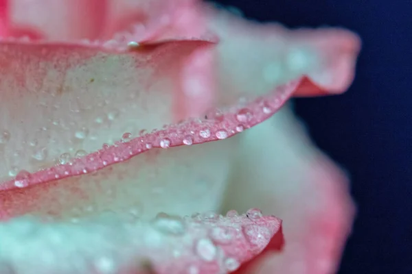 Macro Rose Close Água Cai Nas Pétalas Flores Cor Rosa — Fotografia de Stock