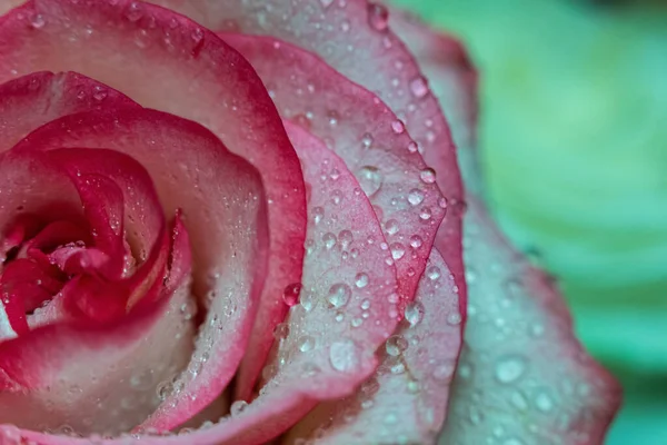 Macro Rose Close Água Cai Nas Pétalas Flores Cor Rosa — Fotografia de Stock