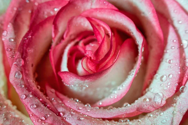 Макро Роуз Крупным Планом Капли Воды Лепестки Розовые Белые Цветы — стоковое фото