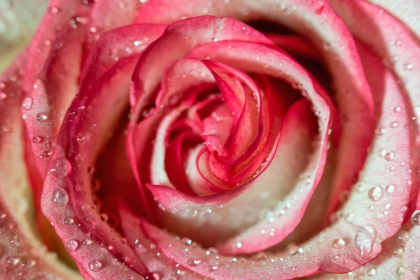 Macro Rose Close Água Cai Nas Pétalas Flores Cor Rosa — Fotografia de Stock