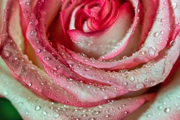 Макро Роуз Крупным Планом Капли Воды Лепестки Розовые Белые Цветы — стоковое фото