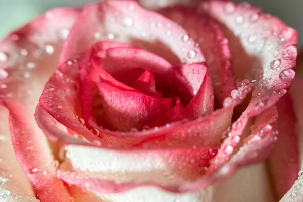 Macro Rose Cerca Gotas Agua Los Pétalos Flores Rosas Blancas — Foto de Stock