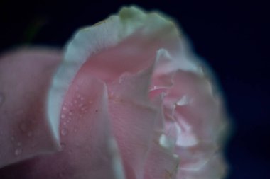 Makro. Rose yakın plan. Su yapraklara damlıyor. Bulanık arkaplanda pembe ve beyaz çiçekler.