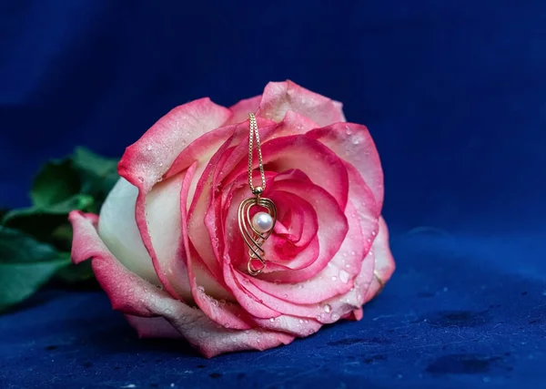 Ανοιχτό Ροζ Τριαντάφυλλο Χρυσό Κόσμημα Μπλε Βελούδο Σταγόνες Νερού Στα — Φωτογραφία Αρχείου