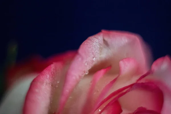 玫瑰特写 水滴在花瓣上 模糊背景下的粉红和白花 — 图库照片