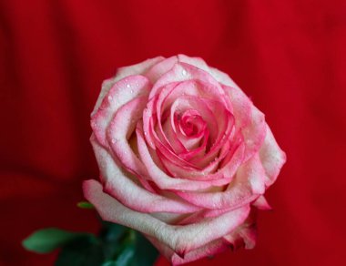 Makro. Rose yakın plan. Su yapraklara damlıyor. Bulanık arkaplanda pembe ve beyaz çiçekler.