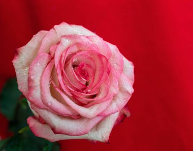 Makro. Rose yakın plan. Su yapraklara damlıyor. Bulanık arkaplanda pembe ve beyaz çiçekler.