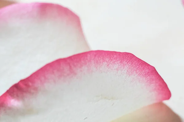 玫瑰花瓣的特写 白色和粉色玫瑰特写 模糊背景下的粉红和白花 — 图库照片