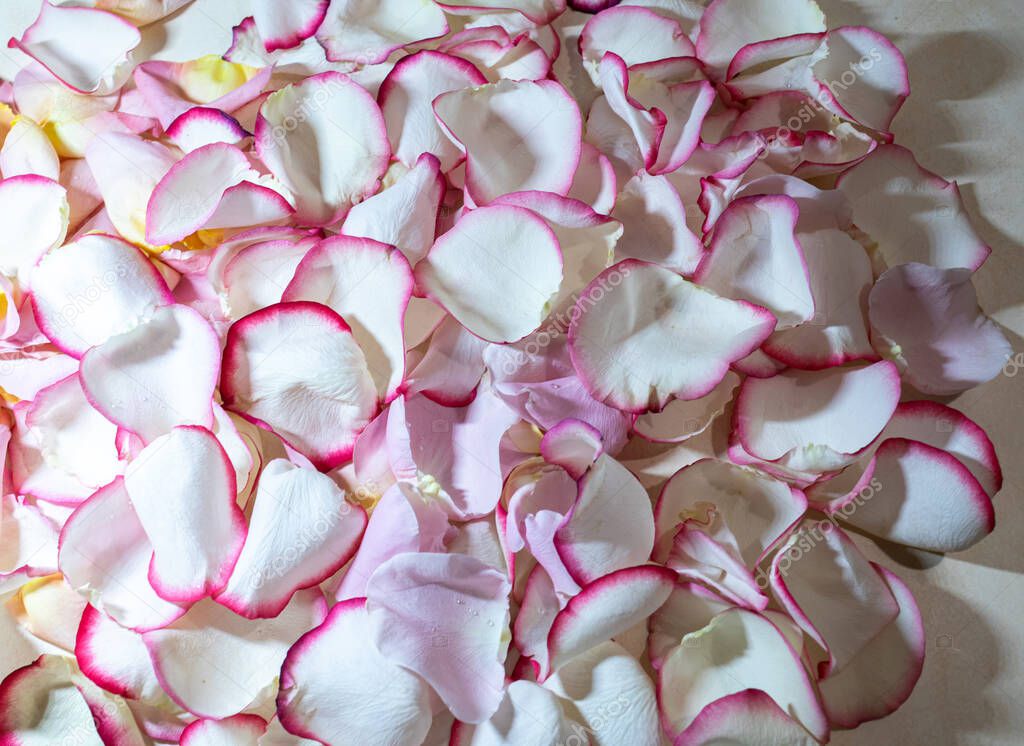 Macro. rose petals close-up. White and pink Rose close-up. Pink and white flowers on a blurry background.