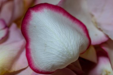 Macro mode. Rose petals close-up. The structure and texture of the petal in detail. White and pink, isolated on a blue background..