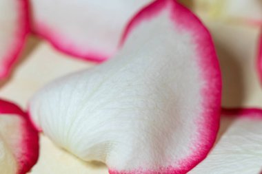 Macro mode. Rose petals close-up. The structure and texture of the petal in detail. White and pink, isolated on a blue background..