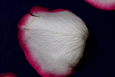 Macro mode. Rose petals close-up. The structure and texture of the petal in detail. White and pink, isolated on a blue background..
