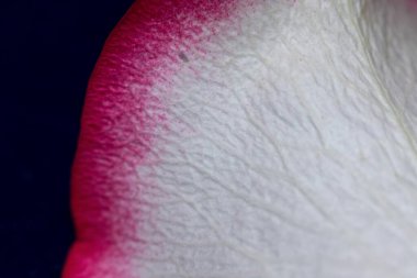 Macro mode. Rose petals close-up. The structure and texture of the petal in detail. White and pink, isolated on a blue background..