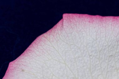 Macro mode. Rose petals close-up. The structure and texture of the petal in detail. White and pink, isolated on a blue background..