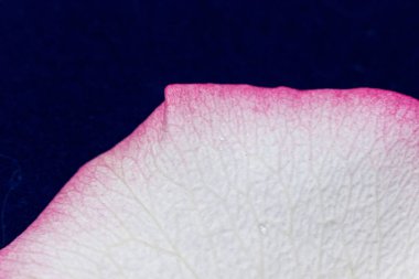 Macro mode. Rose petals close-up. The structure and texture of the petal in detail. White and pink, isolated on a blue background..