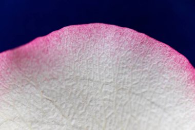 Macro mode. Rose petals close-up. The structure and texture of the petal in detail. White and pink, isolated on a blue background..