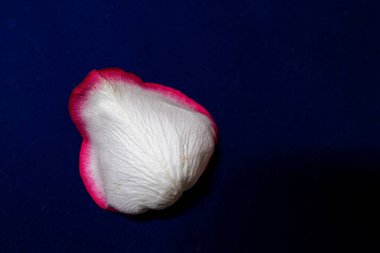 Macro mode. Rose petals close-up. The structure and texture of the petal in detail. White and pink, isolated on a blue background..