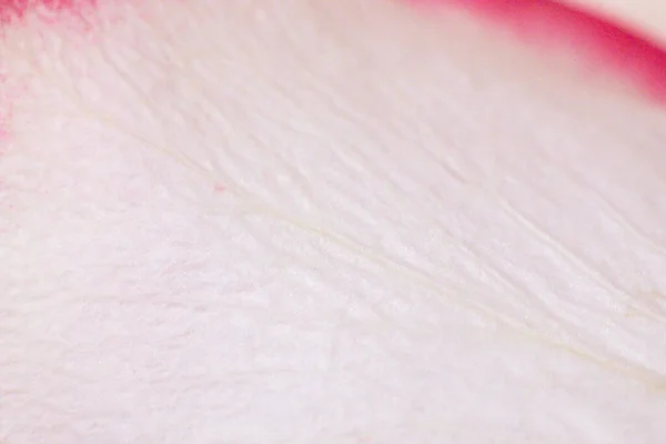 Macro mode. Rose petals close-up. The structure and texture of the petal in detail. White and pink, isolated on a blue background..