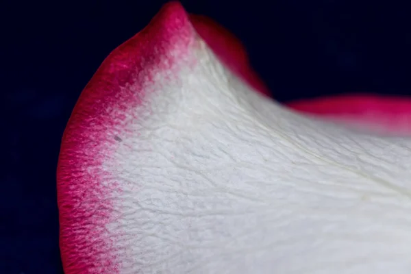 Macro Mode Rose Petals Close Structure Texture Petal Detail White — Stock Photo, Image