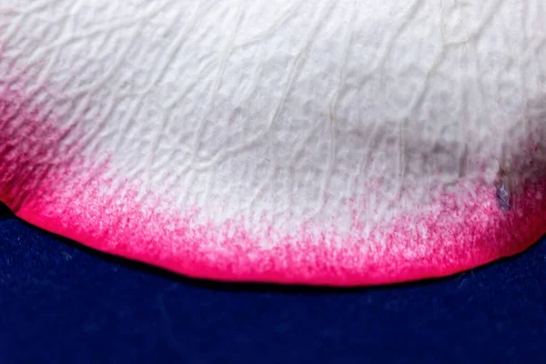 Macro mode. Rose petals close-up. The structure and texture of the petal in detail. White and pink, isolated on a blue background..