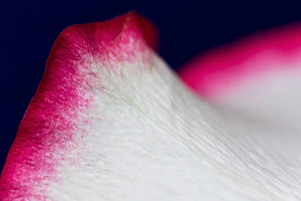 マクロモード 花びらを閉じるバラ 花弁の構造と質感を詳細に表現しています 青の背景に隔離された白とピンク — ストック写真