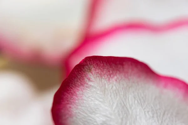 宏观模式 玫瑰花瓣的特写 详细介绍了花瓣的结构和质地 白色和粉色 与蓝色背景隔离 — 图库照片