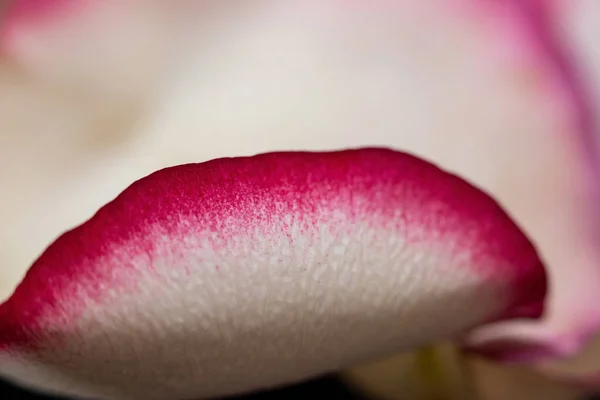 Macro Mode Rose Petals Close Structure Texture Petal Detail White — Stock Photo, Image