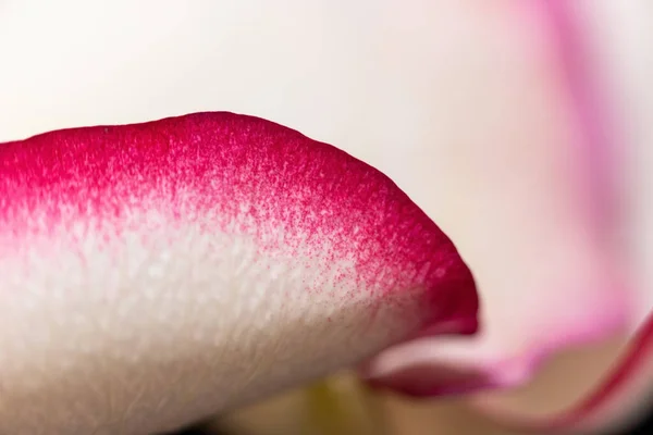 宏观模式 玫瑰花瓣的特写 详细介绍了花瓣的结构和质地 白色和粉色 与蓝色背景隔离 — 图库照片
