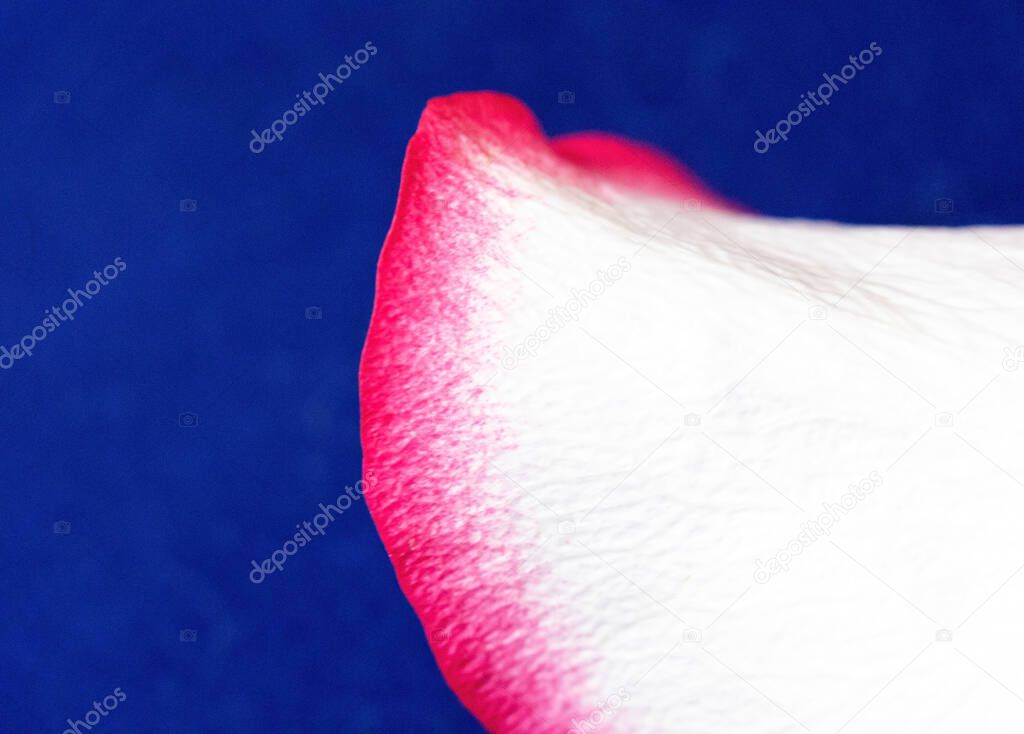 Macro mode. Rose petals close-up. The structure and texture of the petal in detail. White and pink, isolated on a blue background..
