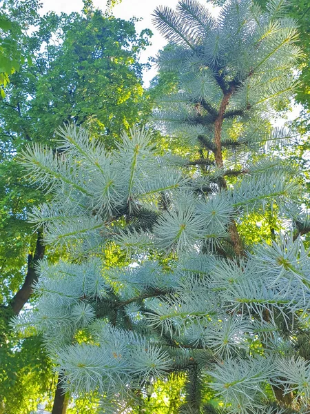 Picea Pungens Yaroslavl Manhã Verão Ensolarada Praça Demidovsky Jovens Ramos — Fotografia de Stock