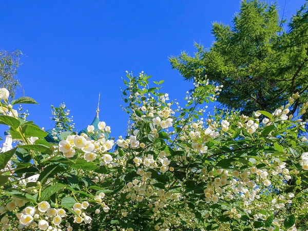 Campanario Del Templo Elías Profeta Plaza Soviética Yaroslavl Hermoso Campanario —  Fotos de Stock