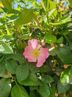 Yaban gülünün narin bir çiçeği. Yaroslavl. Güzel bir parkta güzel bir yaz günü