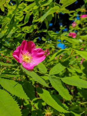 Yaban gülünün narin bir çiçeği. Yaroslavl. Güzel bir parkta güzel bir yaz günü