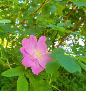 Yaban gülünün narin bir çiçeği. Yaroslavl. Güzel bir parkta güzel bir yaz günü