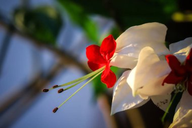 Klerodendrum; Ajugoideae; Lamiaceae; Clerodendrum thomsoniae. Tezgâhtar. Bulanık arka planda çiçekler. Makro fotoğrafçılık. Yakın plan. Şişkinliğin ayrıntıları..