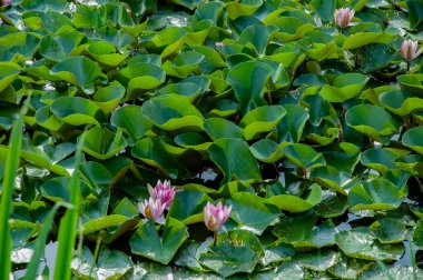 Çok satılmış, Almanya 'da. 20 Haziran 2021 'de. Kamp Parkı Sonnensee Su Nilüferleri