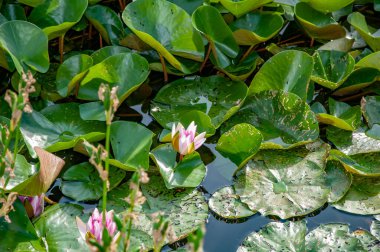 Çok satılmış, Almanya 'da. 20 Haziran 2021 'de. Kamp Parkı Sonnensee Su Nilüferleri