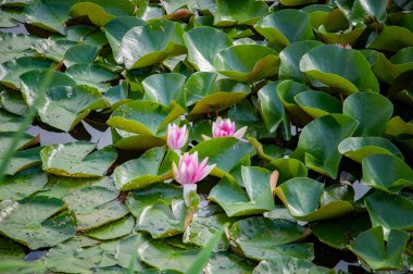 Çok satılmış, Almanya 'da. 20 Haziran 2021 'de. Kamp Parkı Sonnensee Su Nilüferleri