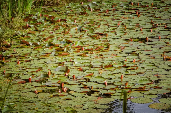 Versmold Germany June 2021 Campingpark Sonnensee Water Lilies Water — Stock Photo, Image